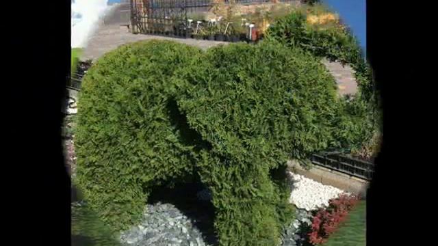 Прекрасные топиарии в вашем саду смотреть онлайн