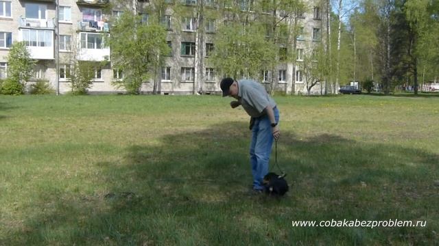 Дрессировка таксы Гавра. Апортирование гантели. Третий день уличной дрессировки смотреть онлайн