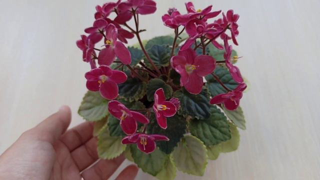 Mac`s Scorching Sun неймовірний сорт!! смотреть онлайн