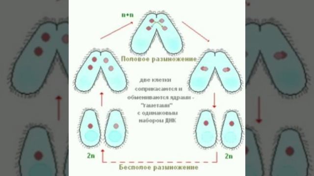 Класс инфузории. Инфузория туфелька. смотреть онлайн