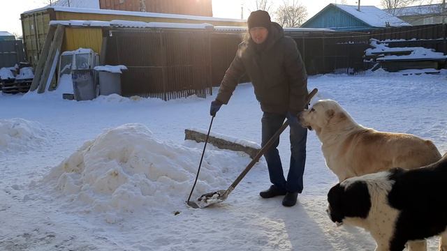Бугай Алабай. Прилетел мороз. Первые маленькие титулы Элали на выставке в Москве РОССИЯ 2022