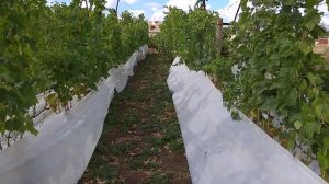 Борьба с птицами на винограднике