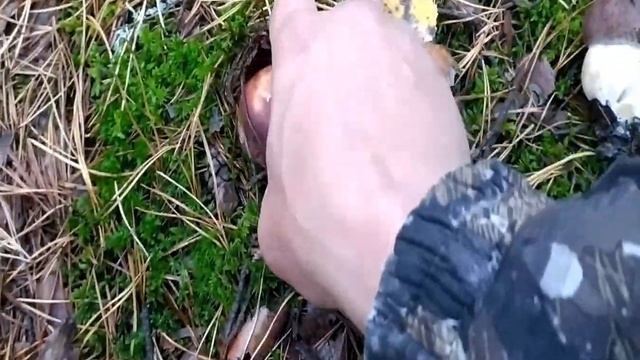 Белые боровые грибы.Сбор 2020!!! смотреть онлайн