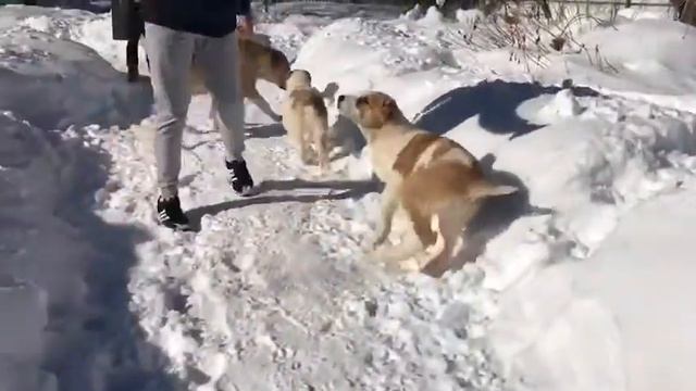 Щенки Алабая