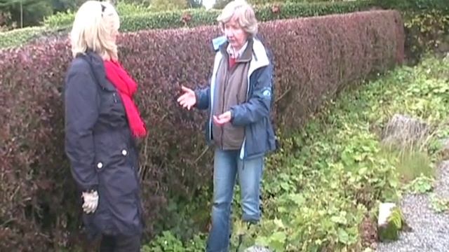 Berberis thunbergii Atropurpurea hedge Purple berberis hedge смотреть онлайн