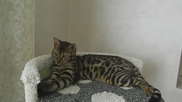 Бенгальская кошка смотреть онлайн