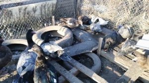 Мускусные утки на племя//Стадо на мясо