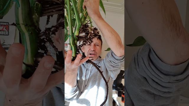 let's take a Monstera Albo Cutting: The Monstera Albo Adventure! смотреть онлайн