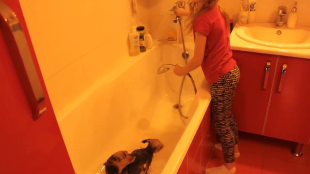 Купаем собак \\ We are bathing dogs смотреть онлайн