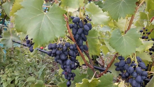 Обзор сортов винограда 2018. Надежда АЗОС. смотреть онлайн