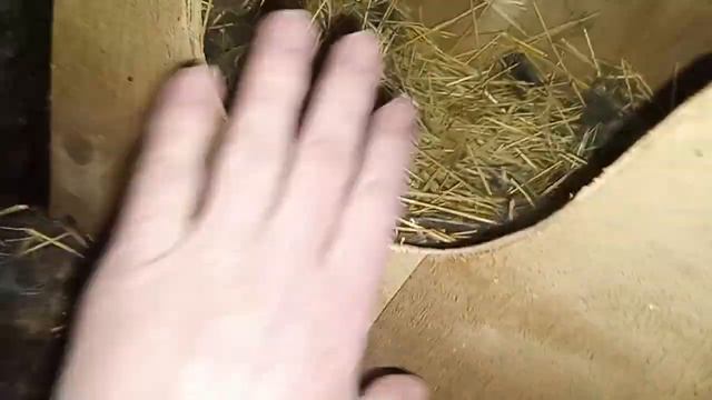 Два новых окрола! !! смотреть онлайн
