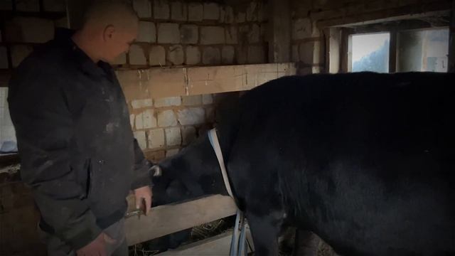 Купили корову ИЗ ГОРОДА В ДЕРЕВНЮ ? Орловская область смотреть онлайн