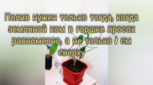 Важные правила ухода за цитрусовыми. Как ухаживать за лимоном в домашних условиях. Часть первая.