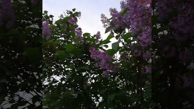 Сирень цветет.#сирень# смотреть онлайн