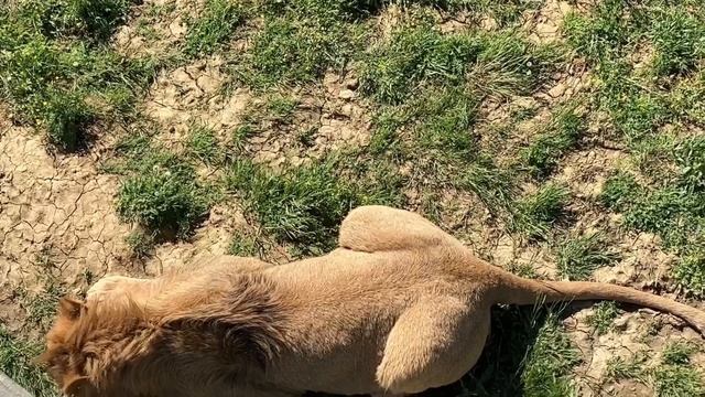 Прайд львов в Абхазии смотреть онлайн