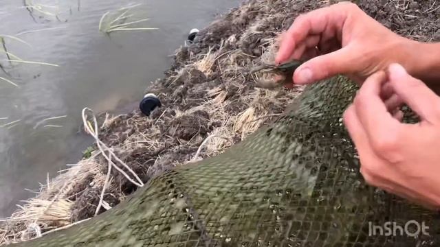 Очередная поездка на пруды! Австралийский рак уже идёт на раколовки! смотреть онлайн