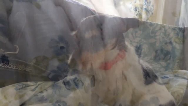 iMovie™ for iPad mini 2™ with the puppies using iPhone 5s™ смотреть онлайн