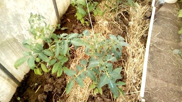 Как растут в теплице помидоры и огурцы? смотреть онлайн