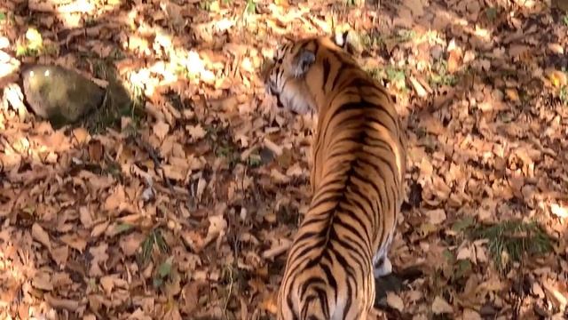 Сафари парк приморский зоопарк zoo lions tigers and others смотреть онлайн