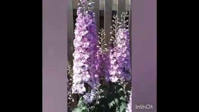Розовый многолетний дельфиниум смотреть онлайн