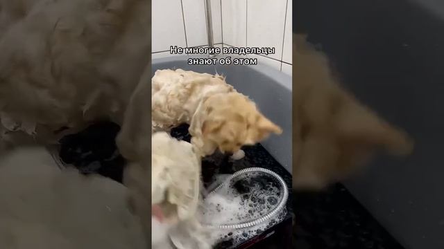 Как часто нужно мыть питомца ? смотреть онлайн