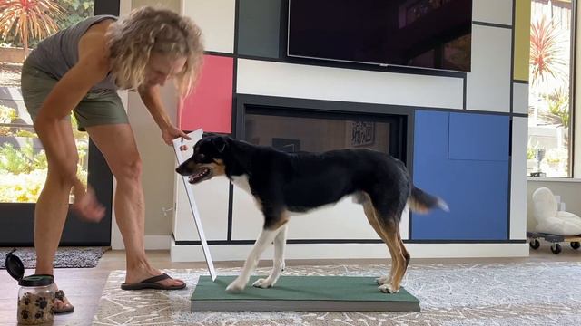 Q&A 004 (Part 2) Demo: How Takoda learned to relax while being measured and why I stopped training. смотреть онлайн