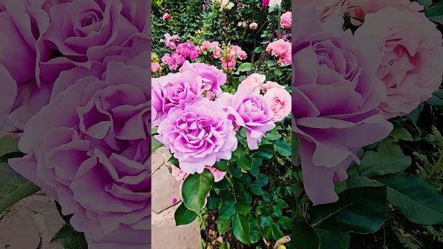 сказочный сад полный роз #сад #ландшафтныйдизайн #дизайнсада смотреть онлайн