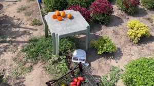 Томат ЗОЛОТОЙ БУРАТИНО