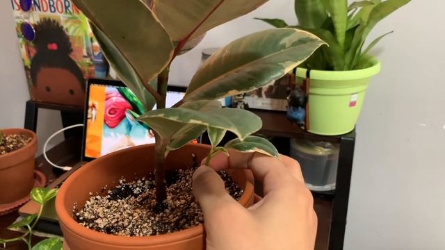 Variegated Rubber Plant (Ficus Elastica Red Ruby) & TIPS! смотреть онлайн