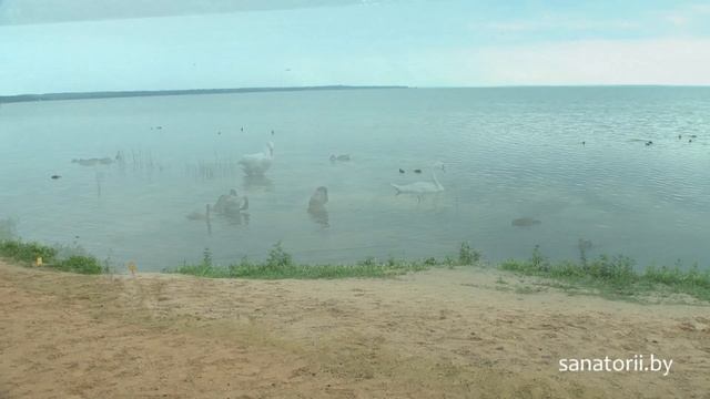 Санаторий Нарочанка - озеро Нарочь, Санатории Беларуси смотреть онлайн