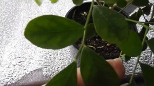 Почему не цветет Мурайя в домашних условиях?