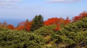 Кунашир  Ностальгия