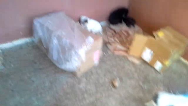Пончики А.М.С. НЕ БРОСАЙТЕ ЖИВОТНЫХ!!! смотреть онлайн