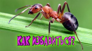 Как избавиться от муравьёв! 100% способ! Самое простое и эффективное средство от муравьёв.
