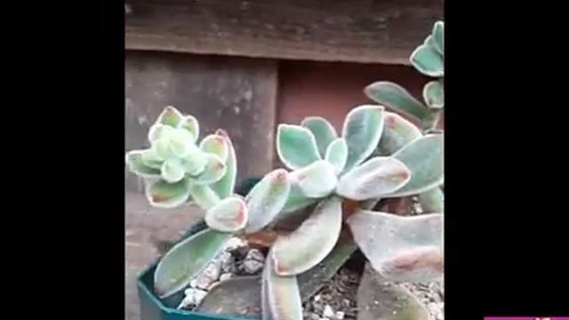 Algunos consejos y cuidados para suculentas y cáctus смотреть онлайн