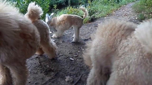 Сева развлекается.... смотреть онлайн