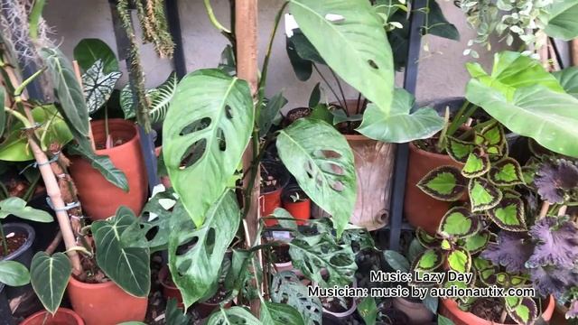 Philodendron Florida ‘green’/ ‘ghost’ / ‘beauty’ Vs Philodendron Pedatum Vs Philodendron Squamiferu