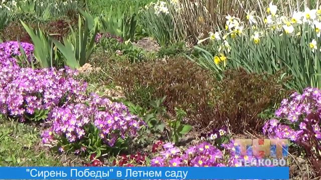 "Сирень Победы" в Летнем саду г.о. Тейково смотреть онлайн