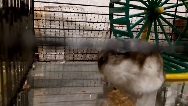 Хомячок ест проволочника. смотреть онлайн