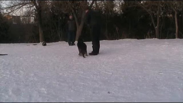щенок  три месяца первые шаги