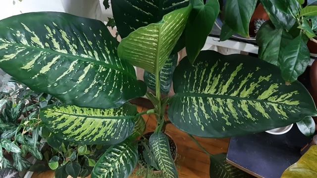 Обзор растений / Моя цветочная оранжерея в квартире смотреть онлайн