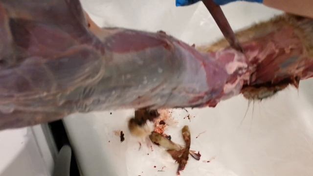 Как разделать ЗАЙЦА в домашних условиях!!! смотреть онлайн