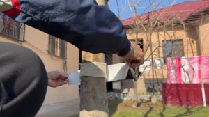 Ловчий пояс от муравьёв на всё лето! Исходя из опыта прошлых лет!