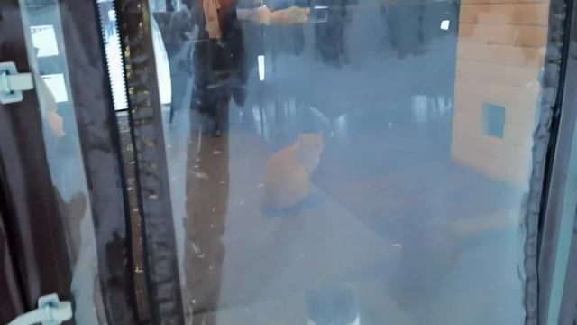 Выстраивается иерархия уличных кошек в моём тёплом домике сделанном для них. смотреть онлайн