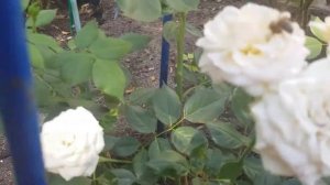 Сорт розы КОСМОС флорибунда-сомневаюсь в точности названия,помогите,пожл. 16 июля 2021 года