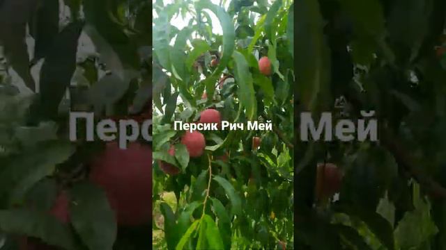Персик Річ Мей смотреть онлайн