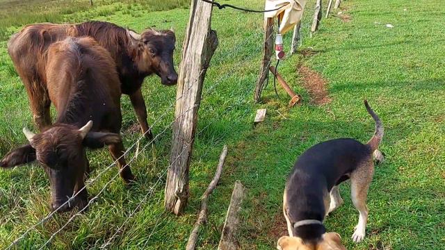 Ну очень нежный буйвол, ревнивый пес и умный осел в сафари парке Прайд. Абхазия 09.2021 смотреть онлайн