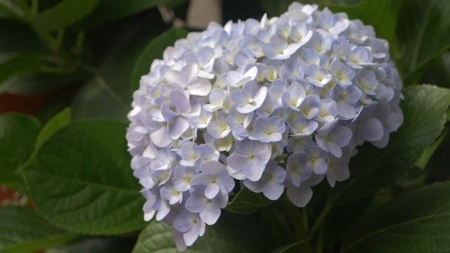 MY HYDRANGEA OR HORTENSIA BLOOMING ALL YEAR THROUGH IN NAIROBI, KENYA смотреть онлайн