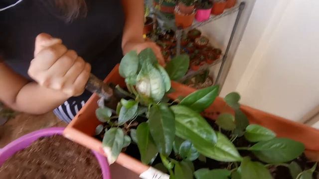 Trasplante Anturios - Conocidos como plantas Tabaconas смотреть онлайн