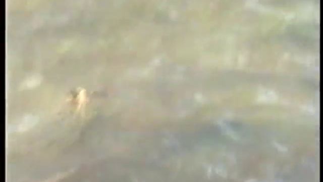 Рыбалка Астрахань разлив Алимовский плес смотреть онлайн